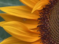 Unser Gott, Schöpfer des Augenblicks, ist da - Entfaltung,Stille