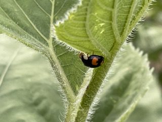 Gott sieht das Kleine - Gottes Werke,Schönheit der Schöpfung
