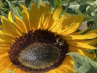 Sag deiner Seele - Jesus,Glück