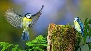 Lobpreis Gottes - Lobpreis zur Ehre Gottes,Meisengesang