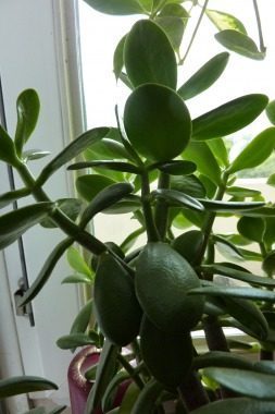 Nur gute Früchte anbauen... - gute Früchte,anbauen...