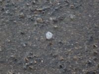 Der Hagel - Parfüm,Jahr