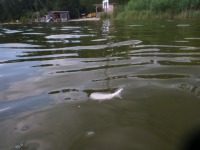 Die Stimme in der Wüste - Freutag,Katze