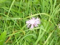 Alles paletti - Liebe,Garten