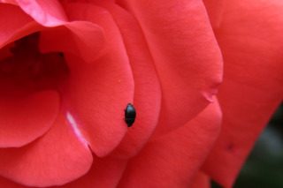 Liebeserfahrung - Agape,Philia,Eros