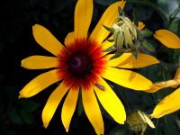 Wenn die Blüte sich schließt ... - Seele,Selbstschutz,Verletzbarkeit,Wunden,Blüte