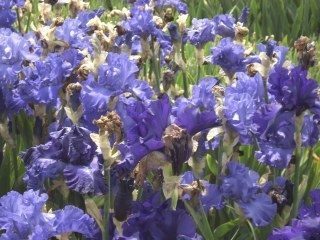 Üfü (Über 50): ab 50