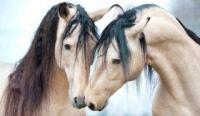 Pferdefreunde: Für alle, die Pferde lieben.