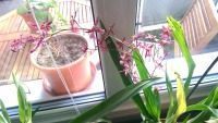 Orchideen: Eine Gruppe zum Erfahrungsaustausch für alle Orchideenliebhaber. Pflegetips, Zuchterfahrung, Bilder.