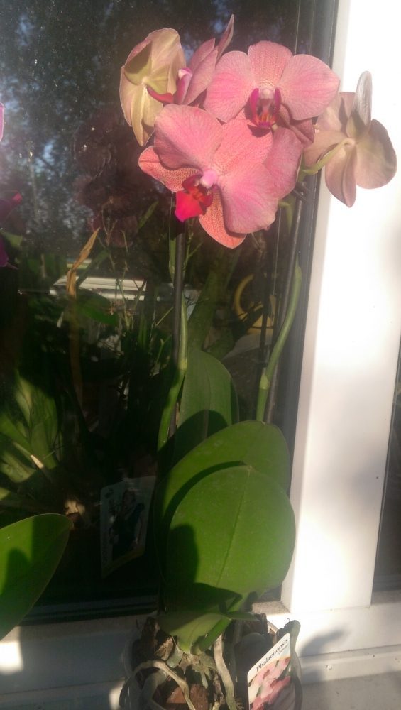 Orchideen - Alle, die Ochideen lieben. - egal