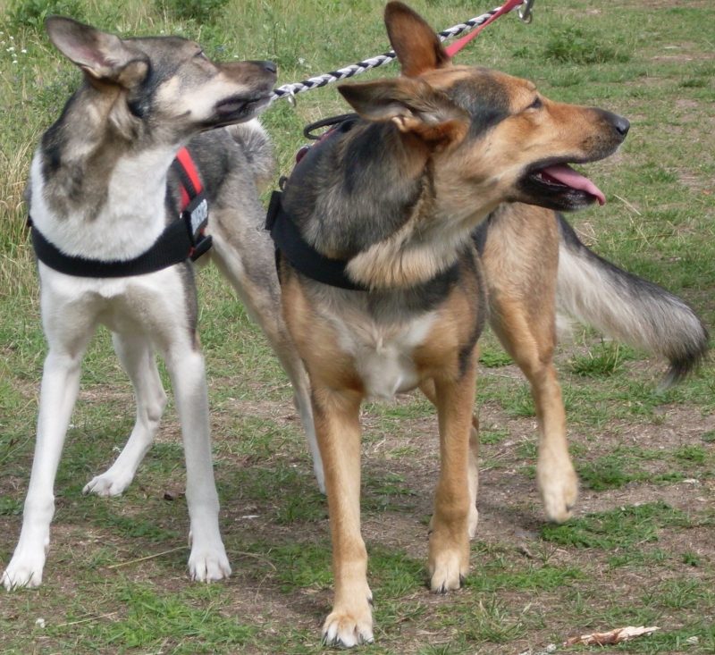 Tierfreunde: Hunde , Katzen, Pferde usw