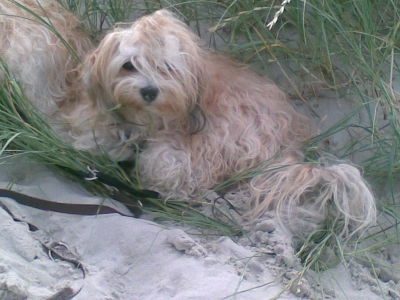 Urlaub mit Hund unter Christen: Urlaub mit Hund